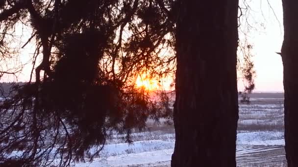 Foresta invernale innevata, fiocchi di neve che cadono scintillanti al sole, ramo di pino al tramonto — Video Stock