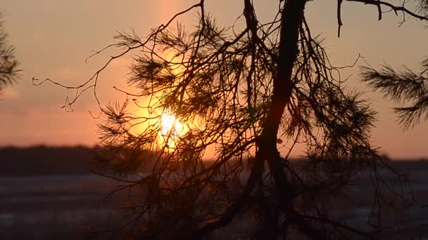 冷杉的枝条在风摇在冬天太阳的光线，附近，雪花闪耀在太阳下，森林的冬夜, — 图库视频影像