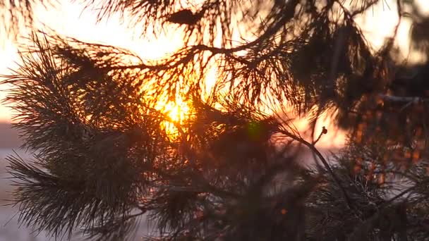 Zimní les, slunce svítí na větvích jehličnatého stromu, zblízka, sněhu kryté lesní při západu slunce, sněhové vločky jiskra v slunci. — Stock video