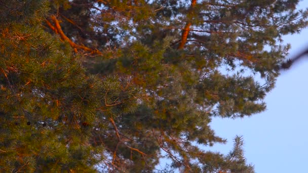 Rama de pino iluminada por el sol, balanceándose en el viento, contra el cielo azul, piña en un árbol — Vídeo de stock