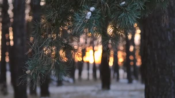 Ramas de pino en rayos de sol de invierno, bosque de invierno, de cerca, bosque cubierto de nieve al atardecer copos de nieve brillan en el sol . — Vídeos de Stock