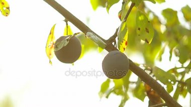 Mavi olgun Erik yeşil ağaç yaprakları, doğal gıdalar, tarım bahçecilik.