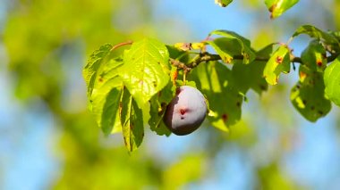 Mavi Erik Erik güneş tarafından aydınlatılmış dalı meyve ağacının, Olgun