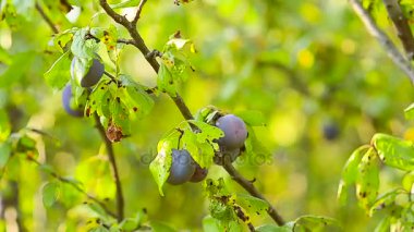 hasat sonbahar bahçedeki Erik Erik dalı bi rüzgar karşı yeşil yaprakları ile