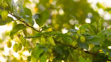 Çiftlikte bahçede yetişen bitki şerbetçiotu. Bira ve Kvas için dalları hop madde Rüzgar sallıyor.