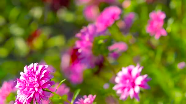 Барвисті квіти в парку, квіти червоні, жовті, вітрові гойдалки в саду, освітлені сонцем . — стокове відео