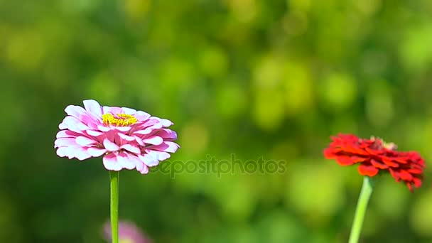 Beautiful colorful flowers summer wind shakes in park, pink and red flower close up on a background of flower beds. — Stock Video