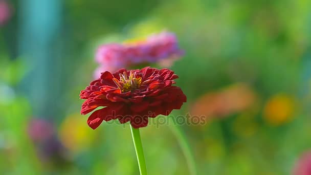 Beautiful colorful flowers in summer the wind shakes in park, pink and red flower close up swinging in the wind — Stock Video