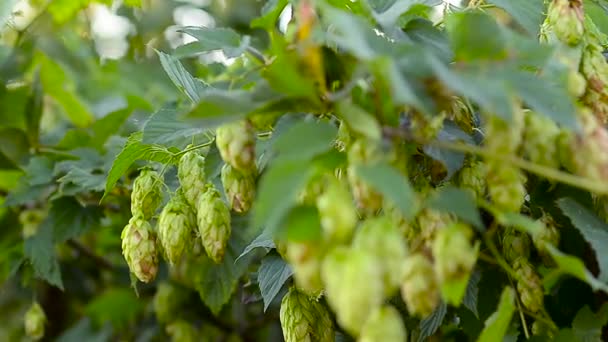 水果啤酒花挂在绿色的枝叶摇摆风, — 图库视频影像