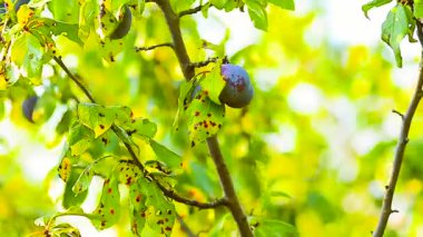 rüzgara karşı yeşil yaprakları, Erik sonbaharında hasat arka bahçe sallanan Erik ile şube.