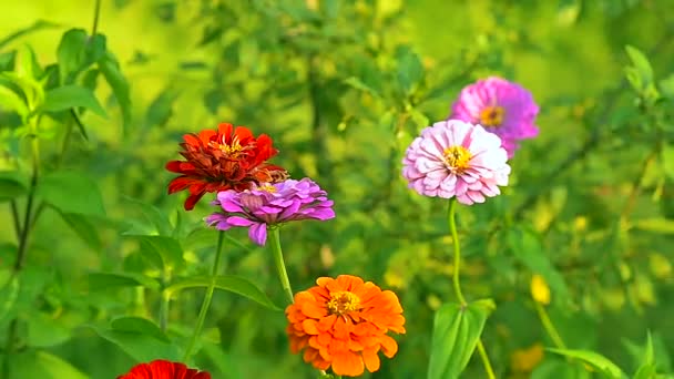 Las flores son rojas amarillo púrpura rosa viento sacude flores . — Vídeo de stock