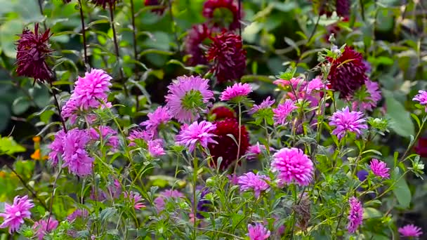 Blommorna är röd, gul, lila, rosa. Vind rockar de färgglada blommorna i trädgården. — Stockvideo