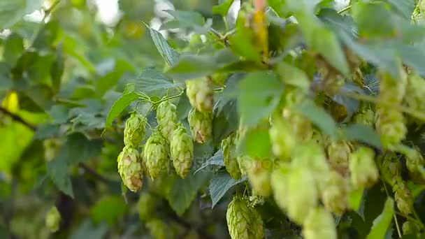 啤酒花植物，生长在花园里，在农场里。啤酒和克瓦斯成分啤酒花 — 图库视频影像