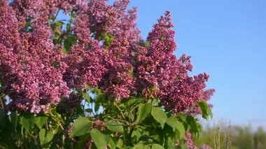 bahar güneş bahçesinde leylak çiçeği ağacı dalları Rüzgar, mavi gökyüzü karşı bahar bahçe çiçek sallanan leylak.