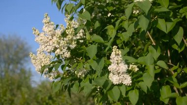 mavi gökyüzünde bir arka plan bahar bahçe Çiçek bahçesinde, beyaz leylak ağacı çiçekli.