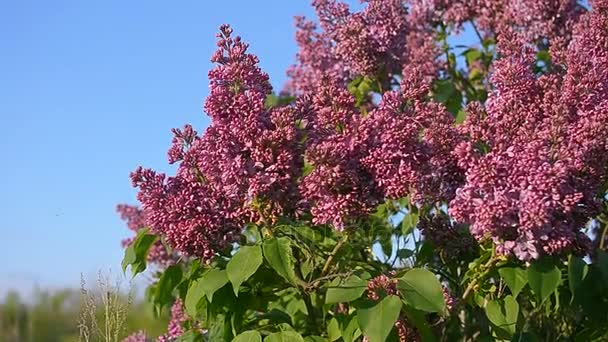 Lilac blossom strom v jarní zahrady, kvetoucí šeřík stromu proti modré obloze. — Stock video