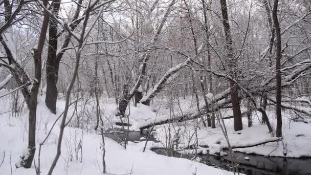 Rivière dans la forêt d'hiver, écoulement printanier de la neige fondante, inondations dans la forêt au printemps .