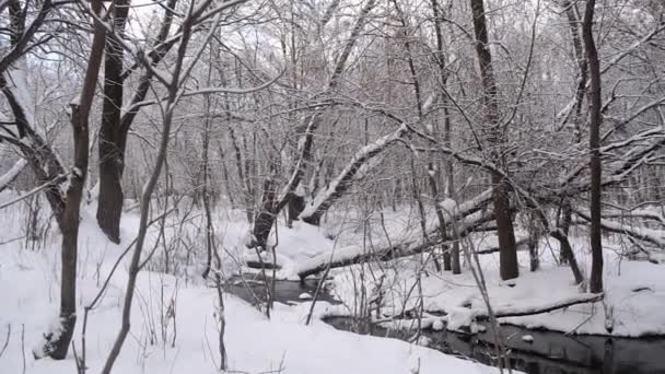 River in the winter forest, spring flow from the melting snow, floods in the forest in spring. — Stock Video