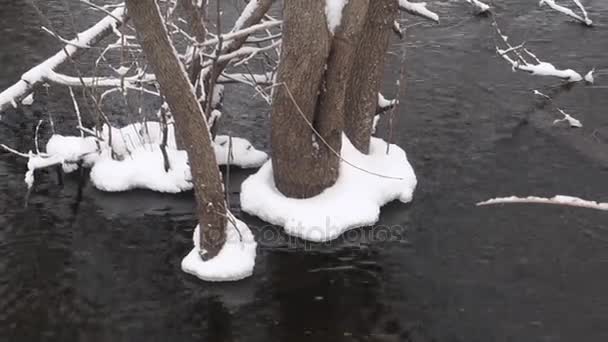 Весеннее наводнение реки, дерево, затопленное талой водой, снег и лед на деревьях . — стоковое видео