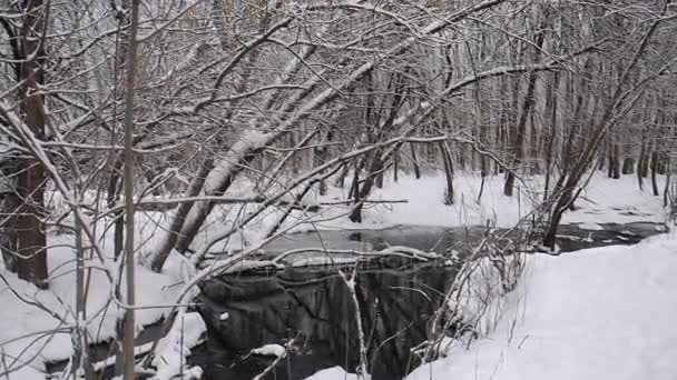 Ποτάμι στο δάσος το χειμώνα, χιόνι άνοιξη ροή από το λιώσιμο, δέντρα καλυμμένα με χιόνι. — Αρχείο Βίντεο