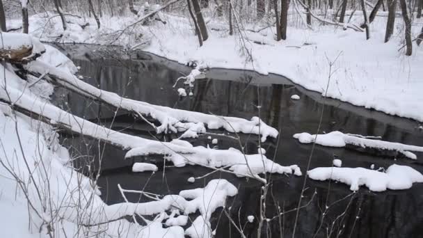 녹는 눈, 겨울 숲, 아름 다운 겨울 공원, 나무에 강에서에서 봄 흐름 눈으로 덮여. — 비디오