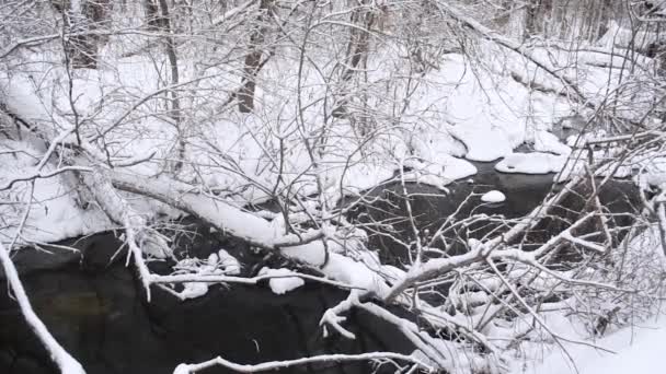 Hermoso río en el bosque de invierno, flujo de primavera de la nieve derretida, árboles cubiertos de nieve, hermoso parque de invierno . — Vídeo de stock