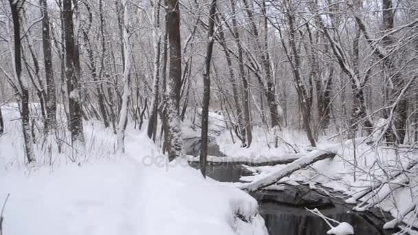 Hermoso Parque de Invierno, flujo de primavera de la nieve derretida, el río en el bosque de invierno, árboles cubiertos de nieve . — Vídeos de Stock