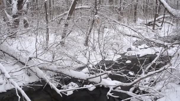 산재해 나무, 숲에서 겨울 강 공원에 덮여 눈 강. — 비디오