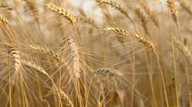 buğday mavi gökyüzü, buğday hasat altın kulaklar