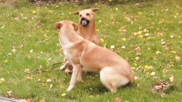 Hunde spielen im Park auf Rasenfläche. — Stockvideo