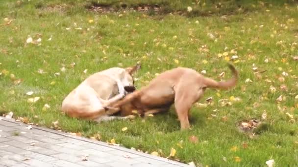 Две собаки играют в парке на траве . — стоковое видео