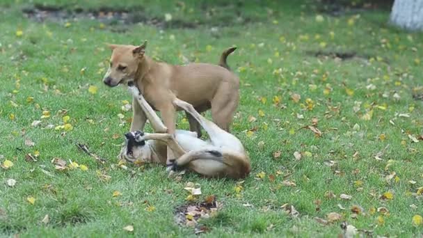Двоє бродячих собак грають у парку на траві  . — стокове відео