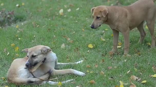 2 匹の犬が公園の芝生の上で悪と戦う. — ストック動画