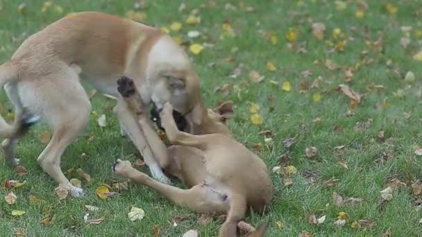 Zwei streunende Hunde spielen im Park auf Rasen mit gelben Blättern. — Stockvideo