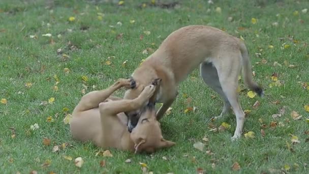 Twee honden zijn bestrijding van het kwaad in het park op het gras. — Stockvideo