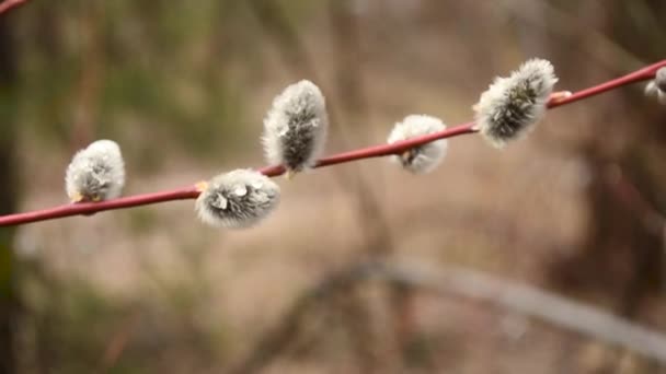 Ramo florescente de salgueiro em Parque de primavera . — Vídeo de Stock