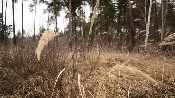 Camino a través de la hierba seca en el bosque de primavera — Vídeos de Stock