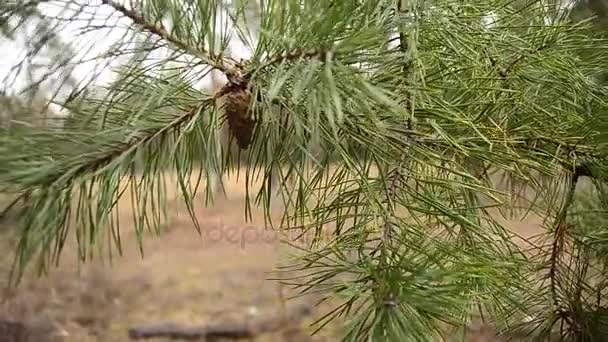 Sosna stożek wahadłowy na oddział w lesie — Wideo stockowe