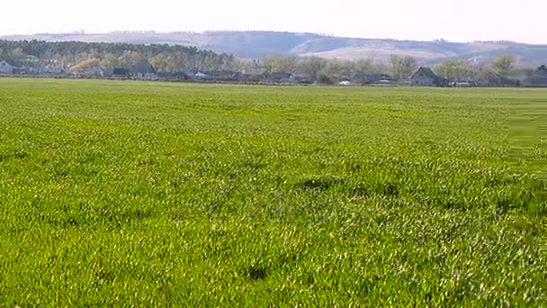 Campo de trigo verde de invierno balanceándose en el viento contra un cielo azul — Vídeo de stock