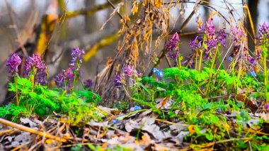 Corydalis, Scilla renkli bahar çiçekleri ormanda Park çiçek çiçek