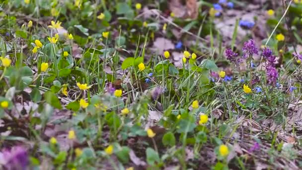 V parku žlutá Ficaria verna rozkvetl krásné žluté jarní květiny houpačka vítr v lese na mýtině. — Stock video