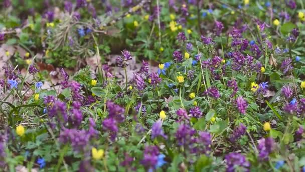 Belles fleurs colorées vent tremble sur prairie de printemps — Video