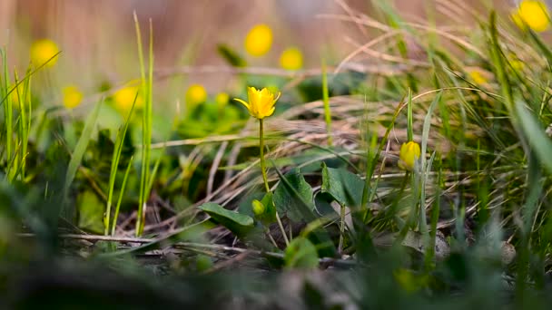 Hermosas flores amarillas de primavera balancean con el viento en el parque, en el bosque florecido amarillo Ficaria verna . — Vídeos de Stock