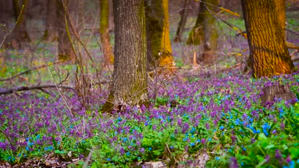 春天五颜六色的花朵，在盛开在春天公园的森林 — 图库视频影像