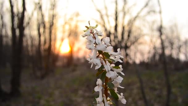 Beyaz çiçek Park günbatımı arka plan üzerinde Rüzgar sallıyor — Stok video
