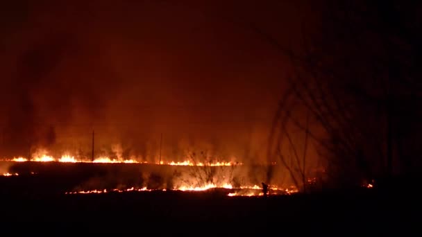 Feuer verbrennt Wald, Feuerwehr löscht Brand — Stockvideo