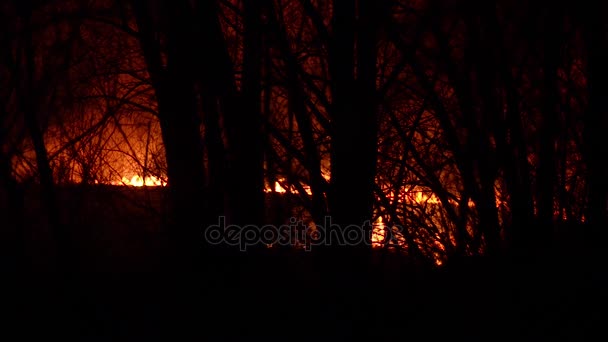 Grande fogo na floresta à noite, fumaça e faíscas voar para o topo . — Vídeo de Stock