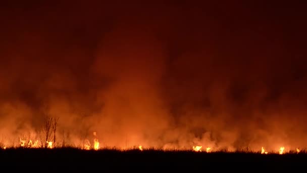 Spalanie drewna i suchym rośnie trawa, dymu i iskier w niebo, ogień w lesie w nocy — Wideo stockowe