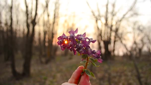 Mädchen hält violette Blume in der Hand, die von Sonnenstrahlen erleuchtet wird. — Stockvideo