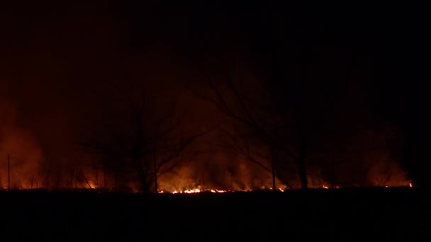 Fuego en los bosques por la noche, la quema de madera y hierba seca — Vídeos de Stock